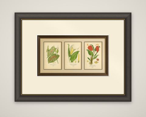 Antique Botanical Lithographs, Caladium, Arum Lily & Flamingo Flower, c.1897, shown framed
