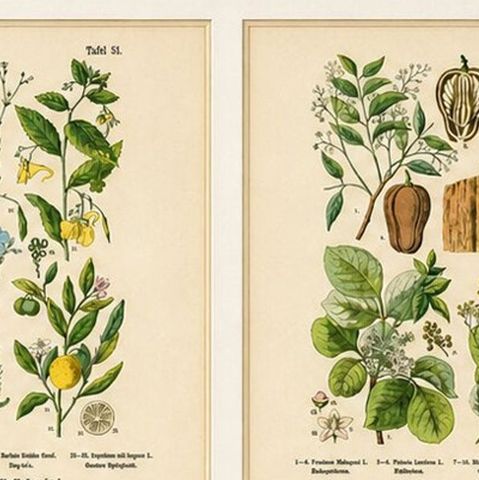 German Botanical Plates, Wildflowers & Medicinal Plants, Stuttgart c.1890, close-up 1