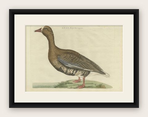 Antique Bird Print of the Greater White-Fronted Goose by Sepp & Nozeman, 1797, shown framed