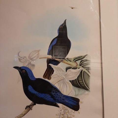 Antique Bird Print in Frame of the Black-Mantled Fairy Bluebird by Gould, 1870, view 4