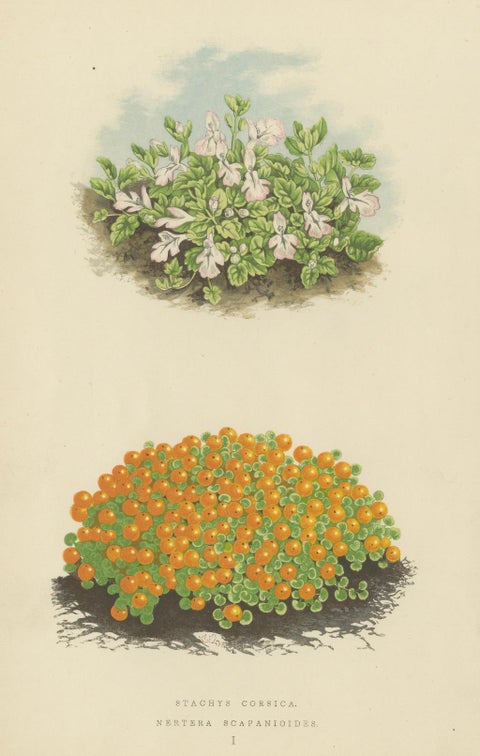 Corsican Betony and Coral Bead Plant, Hand-Coloured Botanical Print, 1874, close-up 4