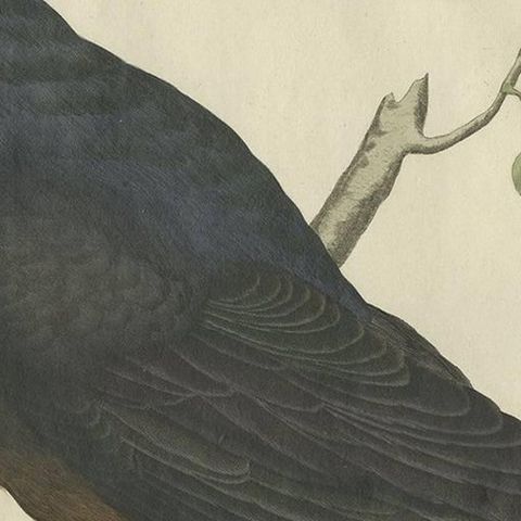 Antique Bird Print of the Rook by Sepp & Nozeman, 1797, close-up 1