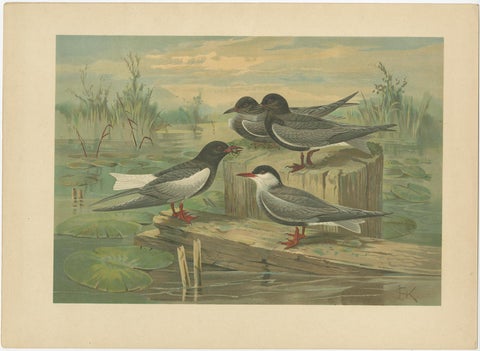 Set of Six Antique Chromolithographs of Seabirds, Gulls, Terns & Skuas, c.1890, view 4