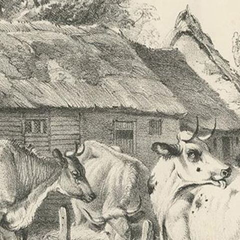 No. 7 Antique Print of Cattle by Cooper, close-up 2