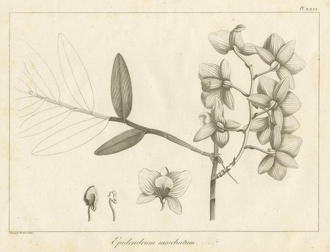 Antique Print of the Musky-Smelling Dendrobium by Symes '1800', view 4