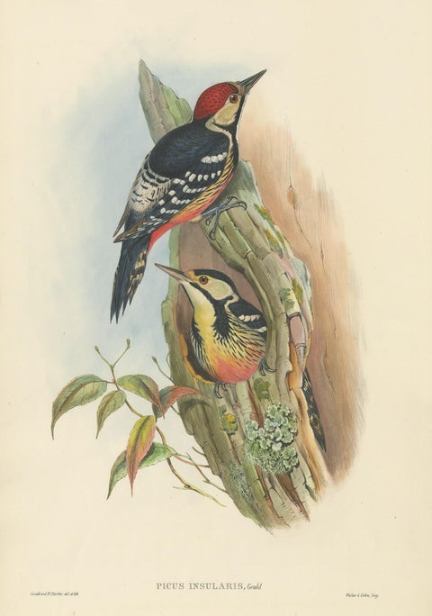 Antique Bird Print of the Formosan Spotted Woodpecker by Gould, circa 1850, view 2