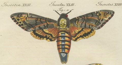 Pair of Antique Hawk Moth Life Cycle Engravings, Bertuch, c.1800, close-up 1