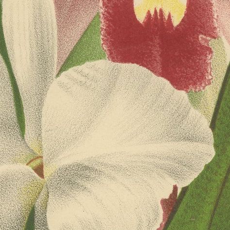 Antique Chromolithographic Print of a Christmas Orchid or May Flower, ca.1880, close-up 2