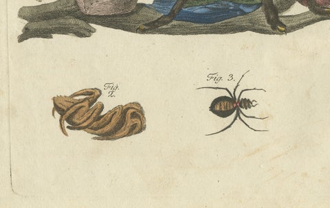 Original Antique Print of Tarantula, Spiders and Scorpions by Bertuch, c. 1790, close-up 2