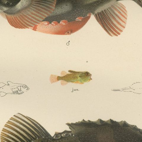 Lumpsucker - Distinctive Hand-Coloured Scandinavian Fish Lithograph, 1895, close-up 6