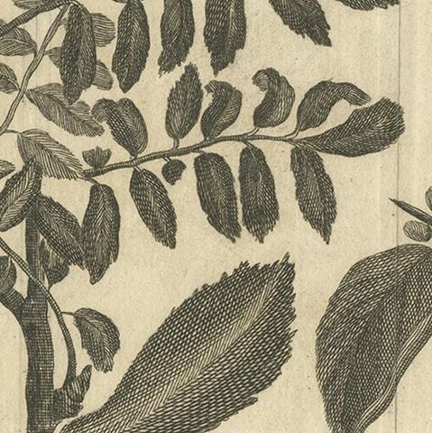 Antique Botany Print of Dogwood by Le Bas, 1752, close-up 2