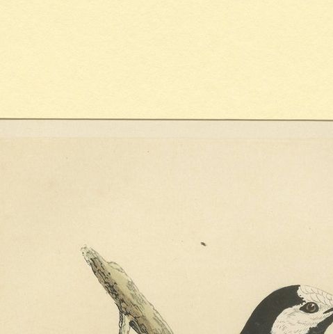 Antique Bird Print of a White Wagtail, close-up 1