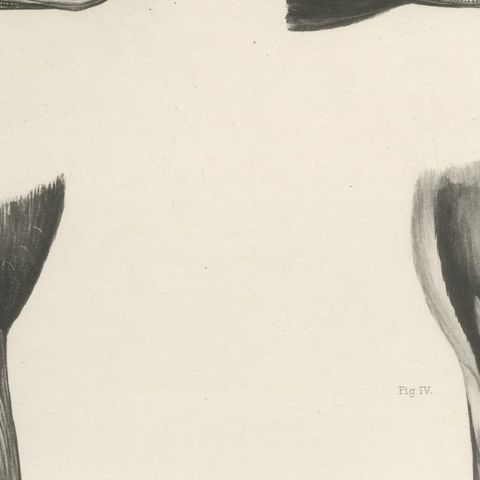 Bills and Feet of the Wildfowl, circa 1909, close-up 3