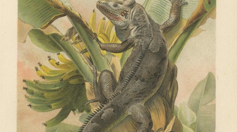 The Black Iguana on Banana Tree, Antique Reptile Natural History Print, 1895, close-up 3
