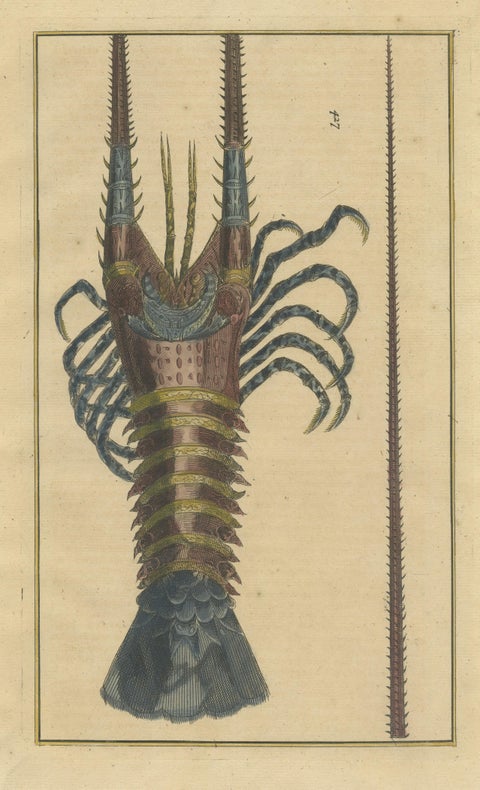 Colored Antique Engraving of a Lobster, 1726, view 3
