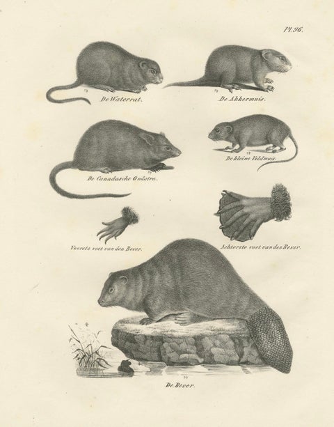 19th-Century Zoological Lithograph of Beavers, Muskrats and Field Mice, close-up 6