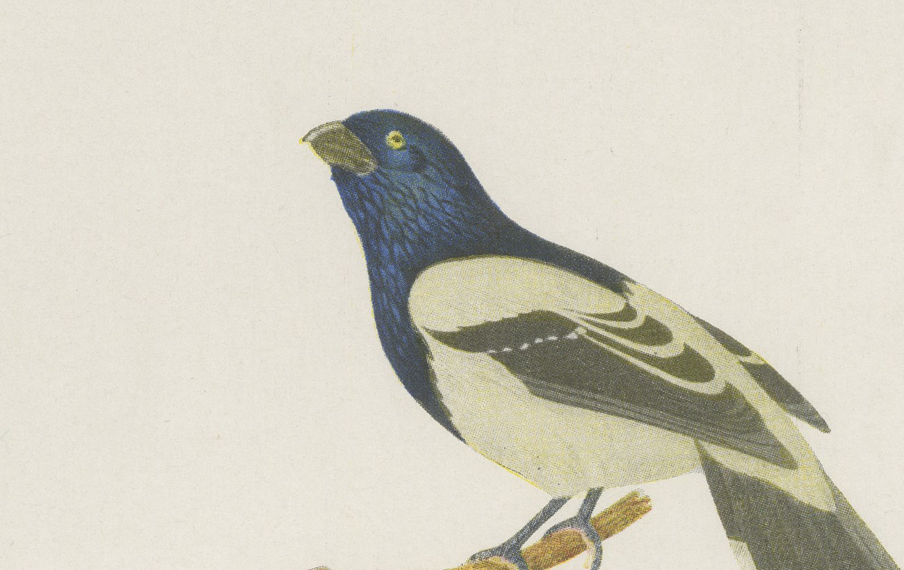 Cuckoos and Anis, Brazilian Bird Print, Descourtilz, 1944, view 3
