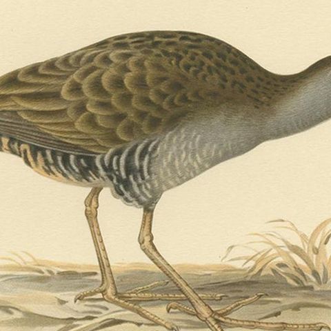 Antique Bird Print of the Water Rail by Von Wright '1929', close-up 2