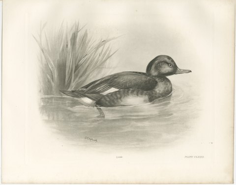 Ferruginous Duck Drake among Reeds, Plate CLXXXI after Lilian Medland, c. 1909, view 2
