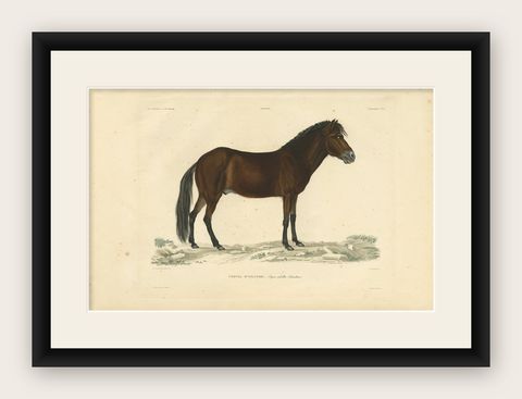 Rare Antique Print of the Icelandic Horse, 1842, shown framed