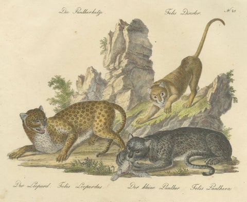 Antique Leopard & Panther Lithograph by Karl Joseph Brodtmann, 1816, close-up 6