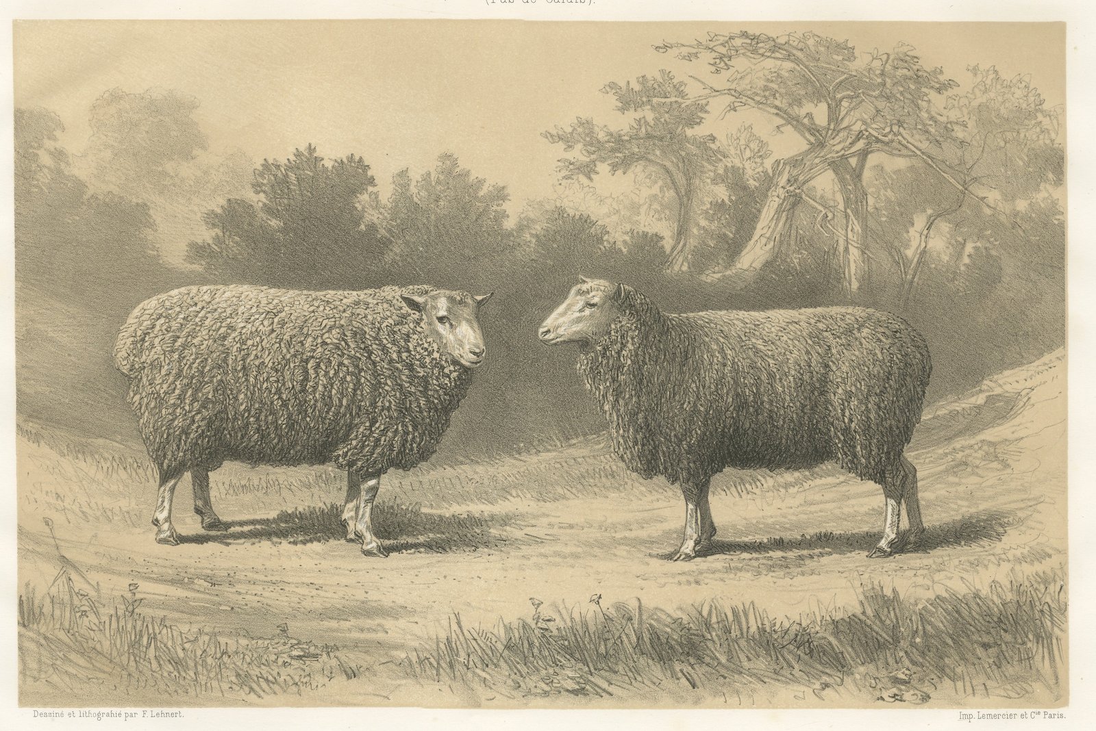 Dishley Ram and Ewe of Haut-Tingry, Antique French Sheep Print, 1873