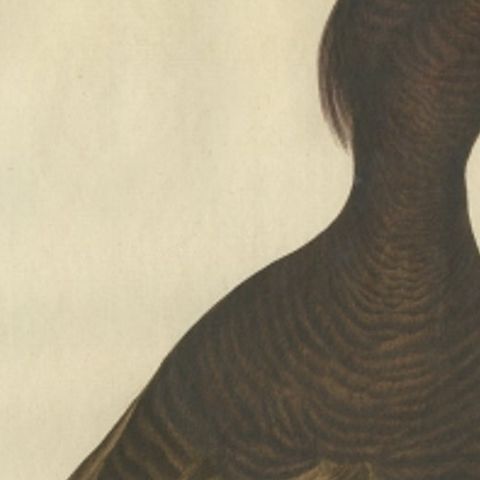 Female Tufted Duck Antique Bird Print by Sepp & Nozeman, circa 1797, close-up 5