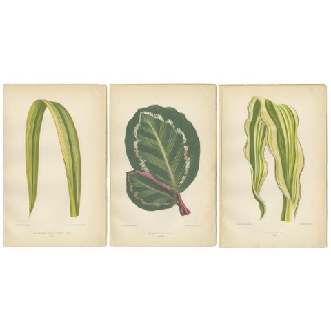 Variegated Elegance: A Collection of 19th Century Botanical Prints