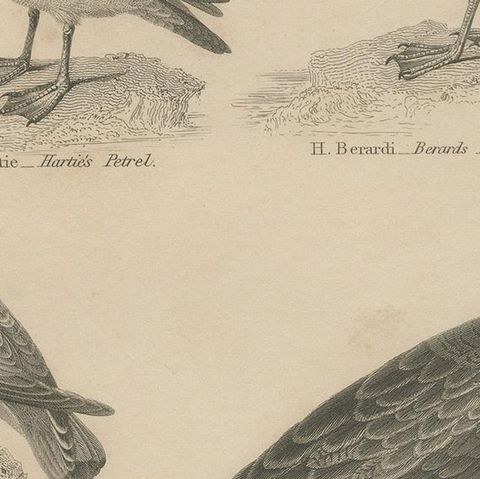 Antique Print of the Wandering Albatross, Blackbacked Gull and other Birds, close-up 2