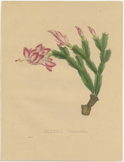 Botanical Beauty: Schlumbergera - The Christmas Cactus, circa 1832, view 2