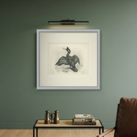 Crested Shag Drying Its Wings on a Rock after Lilian Medland, c. 1909, shown framed on a wall