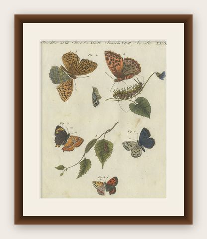 Silver-Washed Fritillary, Large Blue, Brown Hairstreak, Copper Butterflies, 1805, shown framed