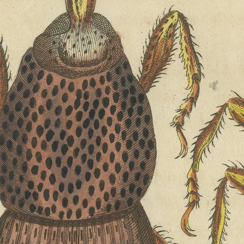 Grain Weevil Magnified Under the Microscope, Antique Bertuch Print, circa 1815, close-up 5