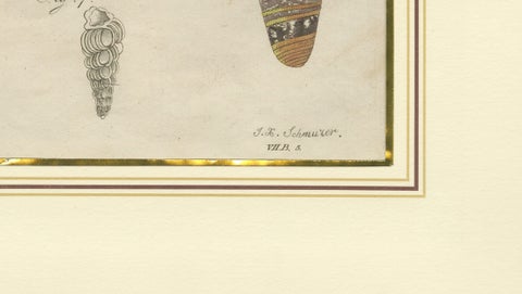 Antique Exotic Seashells & Cone Shells Engraving, Bertuch, c.1800, close-up 3