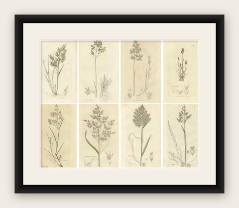 Eight Antique Botanical Engravings of Aira, Avena & Holcus Meadow Grasses, 1830, shown framed
