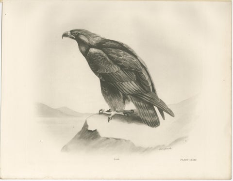 Pair of Majestic British Eagle Photogravures by L. M. Medland, 1908, view 2