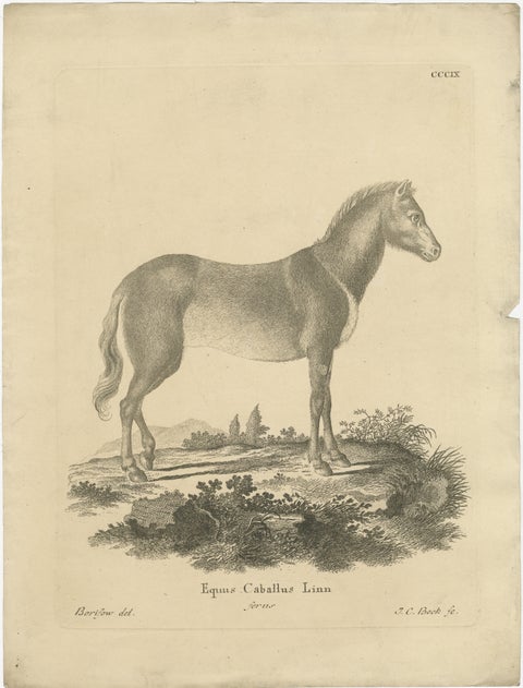 Antique Engraving of a Horse (Equus Caballus Linn.), drawn by Borifow, ca.1800, view 2