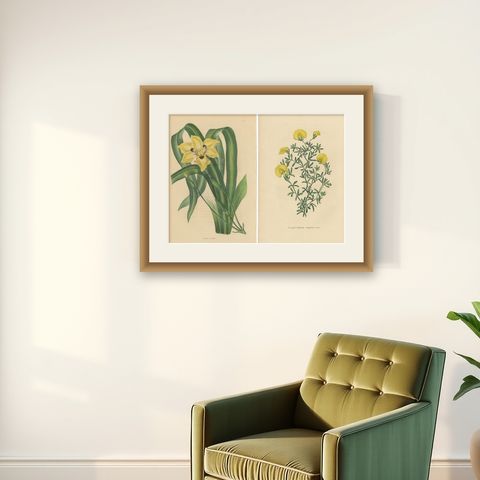 Set of 2 Antique Botany Prints, Dietes Bicolor Plant, Gompholobium '1846', shown framed on a wall