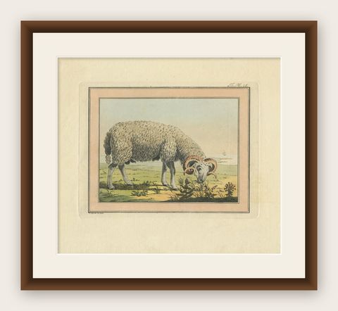 Antique Print of a Sheep by Geissler, 'c.1820', shown framed