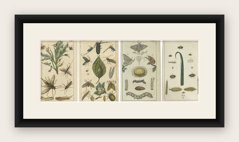 Exquisite Antique Natural History Prints: Insects, Larvae, and Life Cycles, 1832, shown framed
