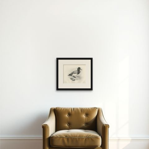 Scaup and Mussels, Antique Bird Print after Lilian Medland, circa 1909, shown framed on a wall