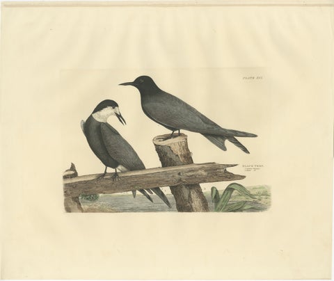 Large Engraving by Selby of The Black Tern in Seasonal Transformation, 1826, view 2