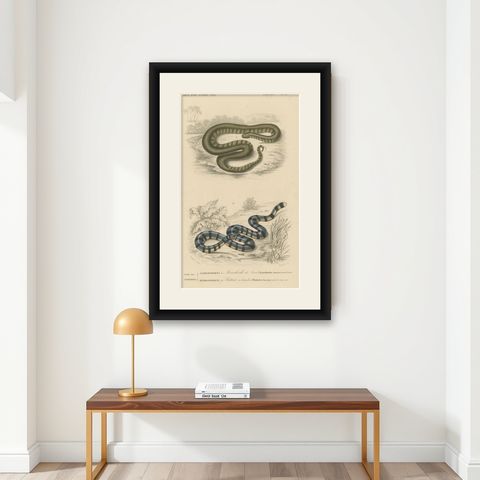 Snake Print of Elephant Trunk Snake and Sea Krait, c.1850, Orbigny, shown framed on a wall