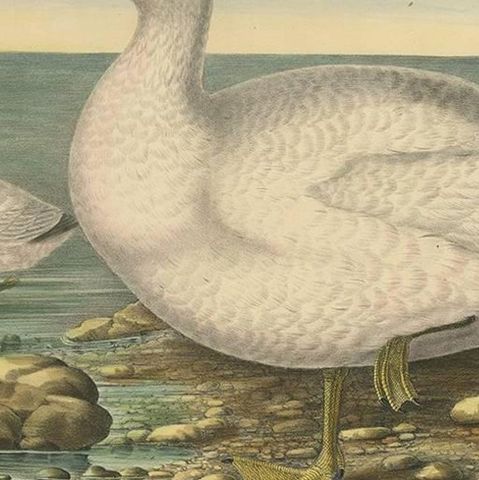 Antique Bird Print of Cassin's Snow Goose Made after D.G. Elliot, 1869, close-up 2