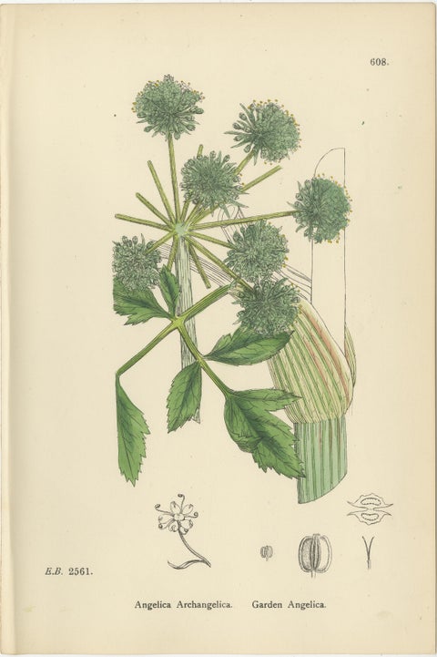 Antique Herb Botanical Prints, Soft Green Palette, Set of Four c.1902, view 4