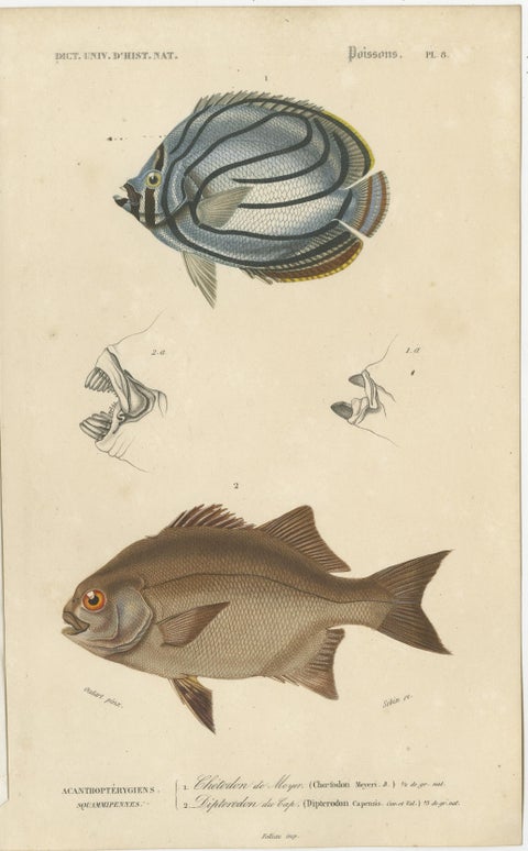 Set of 9 Antique Prints of Various Handcolored Fish Species, view 5