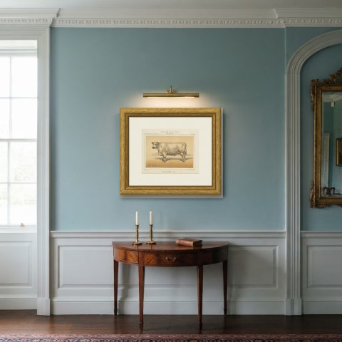 Durham Shorthorn Ox, British Cattle Chromolithograph by Olivier de Penne, 1863, shown framed in a room