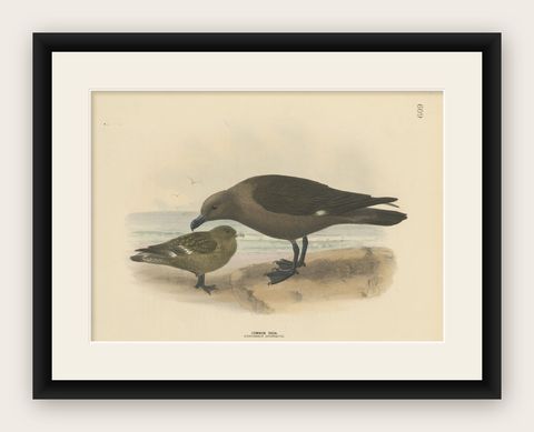 The Common Skua: Hand-colored from Dresser's Birds of Europe (1871-1896), shown framed