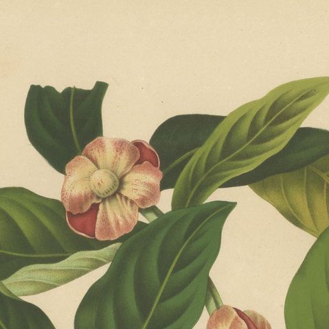 Original Antique Mangosteen Botanical Chromolithograph by Hoola van Nooten, 1880, close-up 6