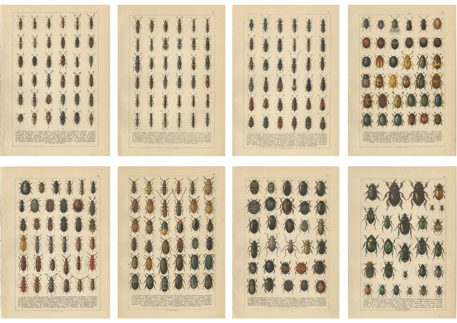 Museum Style Beetle Specimen Plates, Victorian Entomology Prints, Set of 8